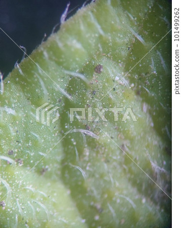 Potato leaves observed under a microscope Potato leaves observed under a microscope 101499262
