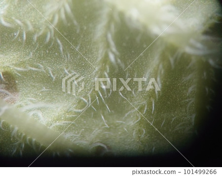 glandular hairs seen under a microscope 101499266