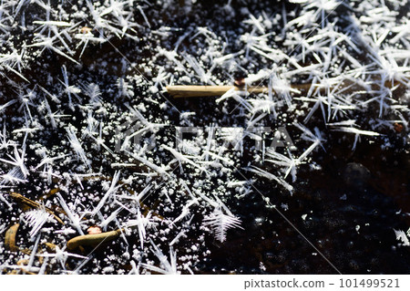 Frost flowers on Lake Utonai Frost flowers on Lake Utonai 101499521