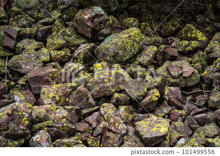 green moss on the stones. rocky tropic with moss. black small stones and green. moss. Overgrown forest wild path with green moss and high spruce tree POV nature explore shot green moss on the stones. rocky tropic with moss. black small stones and green. moss. Overgrown forest wild path with green moss and high spruce tree POV nature explore shot 101499556