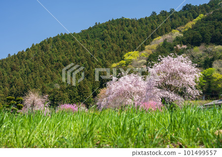 Satoyama with weeping cherry blossoms Spring in Japan Satoyama with weeping cherry blossoms Spring in Japan 101499557