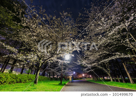Sakura in full bloom at Toneri Park, Adachi-ku, Tokyo 101499670