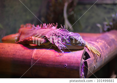 A Frilled Lizard sitting on a log. A Frilled Lizard sitting on a log. 101499881