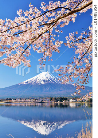Spring Fuji in Japan and cherry blossoms 101499954