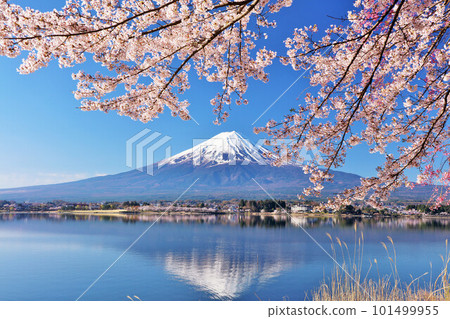 Spring Fuji in Japan and cherry blossoms 101499955