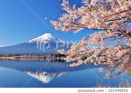 Spring Fuji in Japan and cherry blossoms 101499956