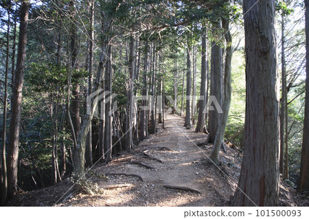 春天的登山步道(多度山) 春天的登山步道(多度山) 101500093