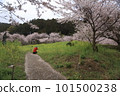 櫻花的風景 101500238
