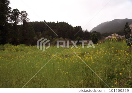 櫻花的風景 櫻花的風景 101500239
