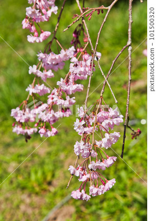 Ichijodani Asakura clan ruins with cherry blossoms Ichijodani Asakura clan ruins with cherry blossoms 101500320