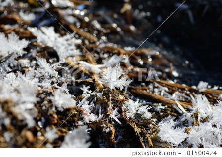 Crystal of snow Crystal of snow 101500424