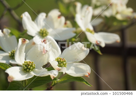 Dogwood 101500466