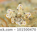 sea slug 101500470