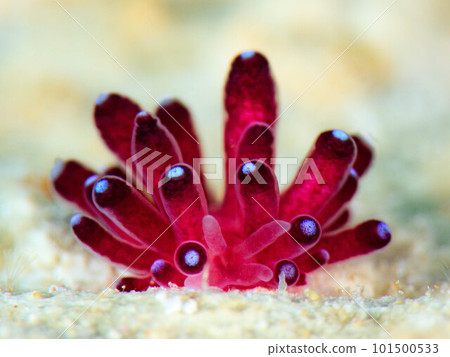 Komori sea slug 101500533