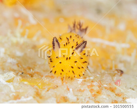 Gomaph violent sea cow 101500555