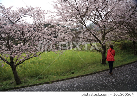 A person walking under the cherry blossoms in full bloom A person walking under the cherry blossoms in full bloom 101500564