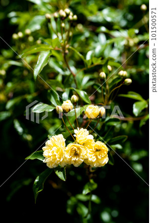 Mokkou rose that has started flowering 101500571