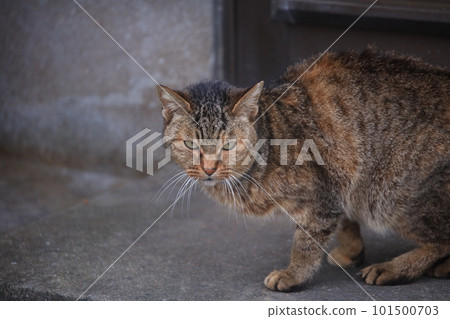 cat staring outside cat staring outside 101500703