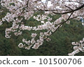盛開的櫻花樹 101500706