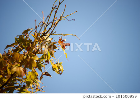 Autumn leaves shining in the blue sky 101500959