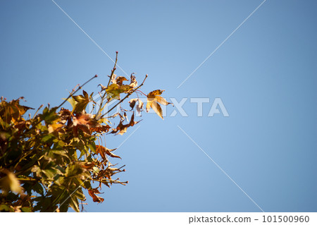 Autumn leaves shining in the blue sky 101500960