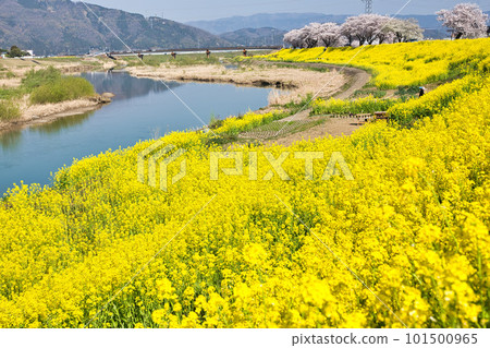 Scenery with rape blossoms and cherry blossoms in full bloom Scenery with rape blossoms and cherry blossoms in full bloom 101500965