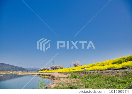 油菜花和櫻花盛開的風景 101500974