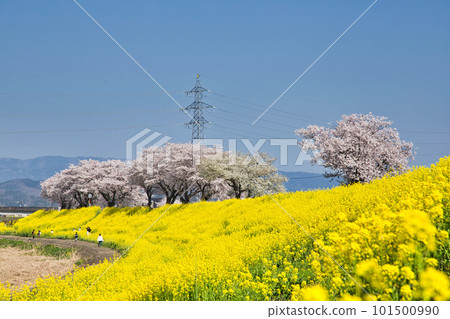 油菜花和櫻花盛開的風景 101500990