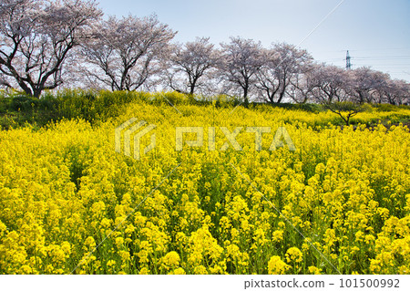 油菜花和櫻花盛開的風景 油菜花和櫻花盛開的風景 101500992