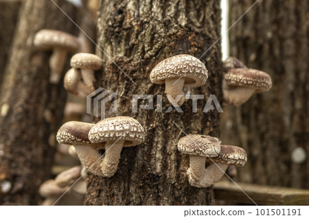 原木香菇的栽培 原木香菇的栽培 101501191