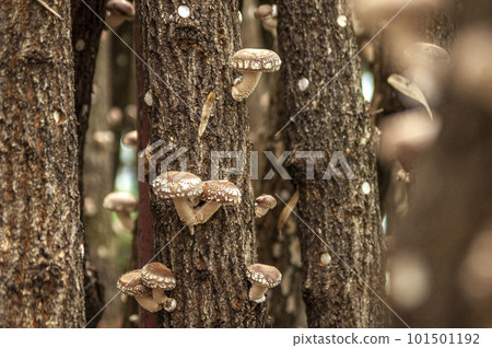 原木香菇的栽培 101501192