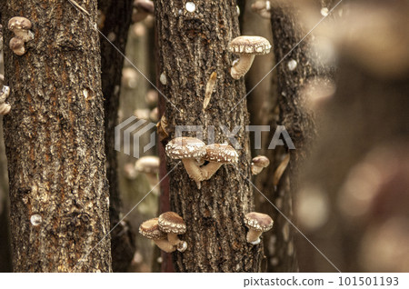 Cultivation of log shiitake mushrooms 101501193