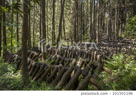 原木香菇的栽培 原木香菇的栽培 101501196