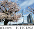 Cherry blossoms and sky tree of Asakusa 101501208