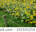 Sunflower (Sunflower) 101501254