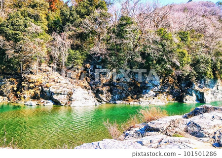 櫻花 櫻花 101501286