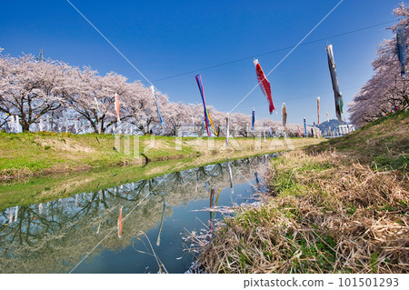 Cherry blossoms in full bloom and carp streamers in a refreshing blue sky Cherry blossoms in full bloom and carp streamers in a refreshing blue sky 101501293