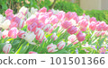 可愛的粉紅色鬱金香 101501366
