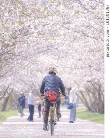 Cycling through the cherry blossom tunnel 101501367