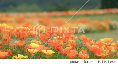 poppies in full bloom 101501368