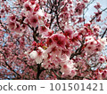 Cherry Blossoms	 101501421