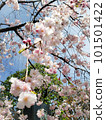 Cherry Blossoms	 101501422