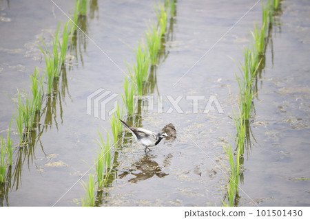 在稻田裡行走的鷓鴣 在稻田裡行走的鷓鴣 101501430