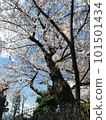 Cherry tree  101501434