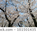 Cherry Blossoms	 101501435