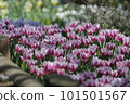 在花床上盛開的紫色鬱金香 101501567
