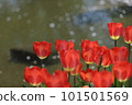 水邊搖曳的紅色鬱金香 101501569