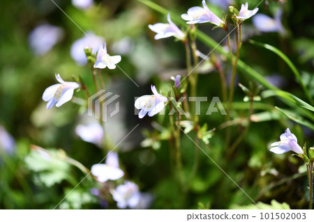 常盤蝦虎魚（常盤爆炸） 101502003