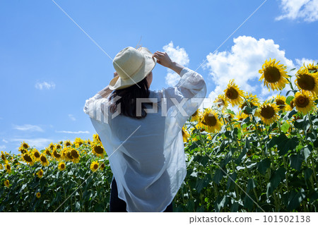 走在向日葵領域向日葵的婦女 101502138