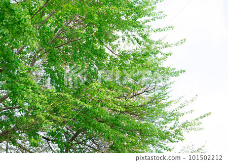 抬頭看著新鮮的綠樹 101502212